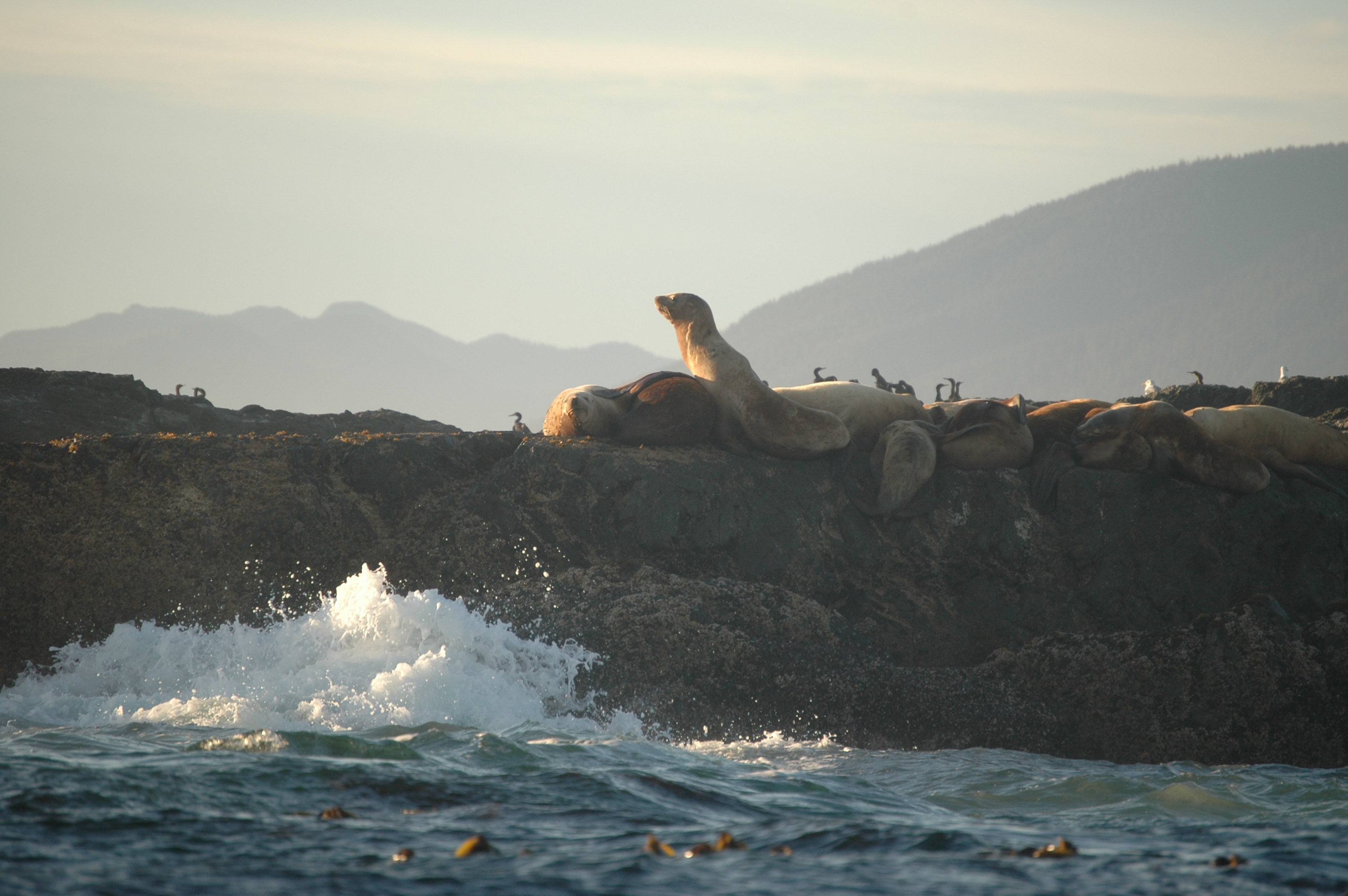 photos/wildlife/Mammal_Species/Steller Sea Lion/20070920-Canada-04.jpg
